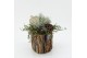 Arrangementen tuinplanten ODXM-2547 Xmas Outdoor 1 pp 