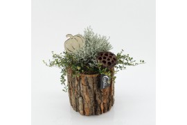 Arrangementen tuinplanten ODXM-2547 Xmas Outdoor 1 pp