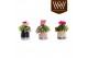 Arrangementen kamerplanten Collectie "Bubbles & wine" - Arrangement in 