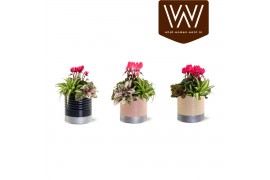 Arrangementen kamerplanten Collectie "Bubbles & wine" - Arrangement in