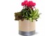 Arrangementen kamerplanten Collectie "Bubbles & wine" - Arrangement in 