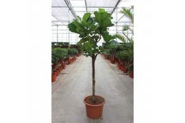 Ficus lyrata Stam