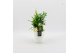 Arrangementen kamerplanten BAXM-2509W Xmas Fundamentals 3 pp 