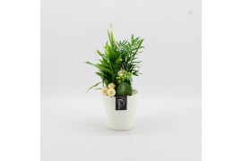 Arrangementen kamerplanten BAXM-2509W Xmas Fundamentals 3 pp