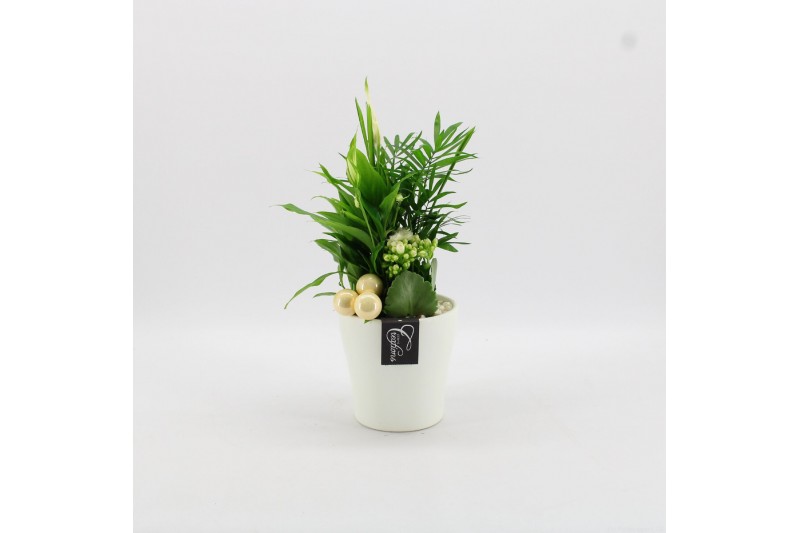 Arrangementen kamerplanten BAXM-2509W Xmas Fundamentals 3 pp Arrangementen kamerplanten BAXM-2509W Xmas Fundamentals 3 pp