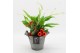 Arrangementen kamerplanten BAXM-2514R Xmas Fundamentals 2 pp 