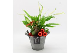 Arrangementen kamerplanten BAXM-2514R Xmas Fundamentals 2 pp