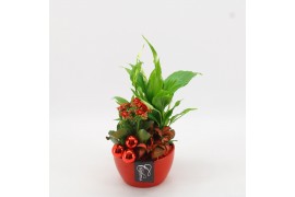 Arrangementen kamerplanten BAXM-2508R Xmas Fundamentals 3 pp