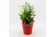 Arrangementen kamerplanten BAXM-2509R Xmas Fundamentals 3 pp 