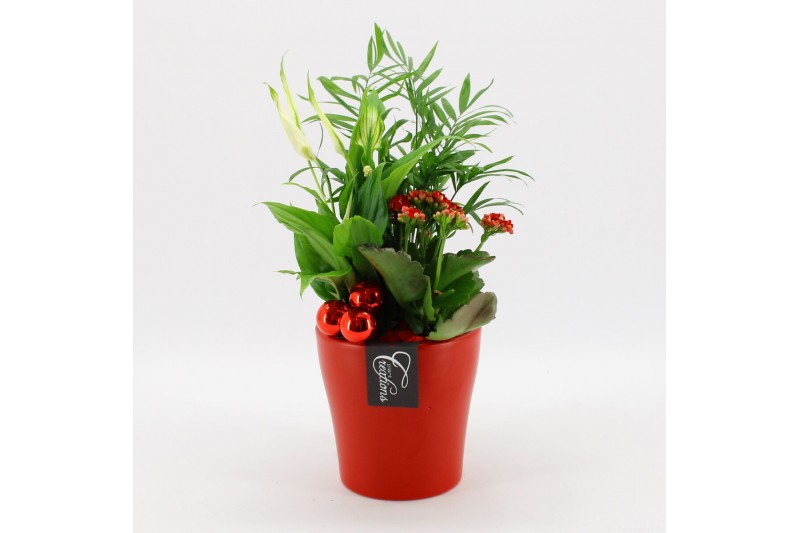 Arrangementen kamerplanten BAXM-2509R Xmas Fundamentals 3 pp Arrangementen kamerplanten BAXM-2509R Xmas Fundamentals 3 pp