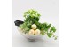 Arrangementen kamerplanten BAXM-2501W Xmas Fundamentals 3 pp 