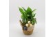 Arrangementen kamerplanten BAXM-2518W Xmas Fundamentals 3 pp 