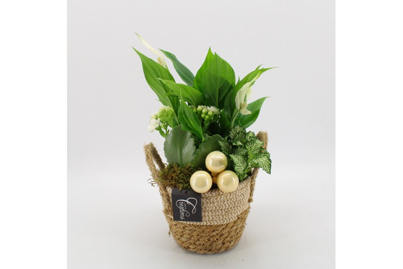 Arrangementen kamerplanten BAXM-2518W Xmas Fundamentals 3 pp Arrangementen kamerplanten BAXM-2518W Xmas Fundamentals 3 pp