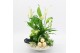 Arrangementen kamerplanten BAXM-2502W Xmas Fundamentals 3 pp 