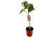 Ficus carica 