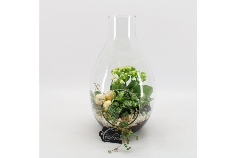 Arrangementen kamerplanten BAXM-2506W Xmas Fundamentals terrarium 3 pp Arrangementen kamerplanten BAXM-2506W Xmas Fundamentals terrarium 3 pp