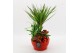 Arrangementen kamerplanten BAXM-2510R Xmas Fundamentals 4 pp 