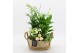 Arrangementen kamerplanten BAXM-2519W Xmas Fundamentals 4 pp 