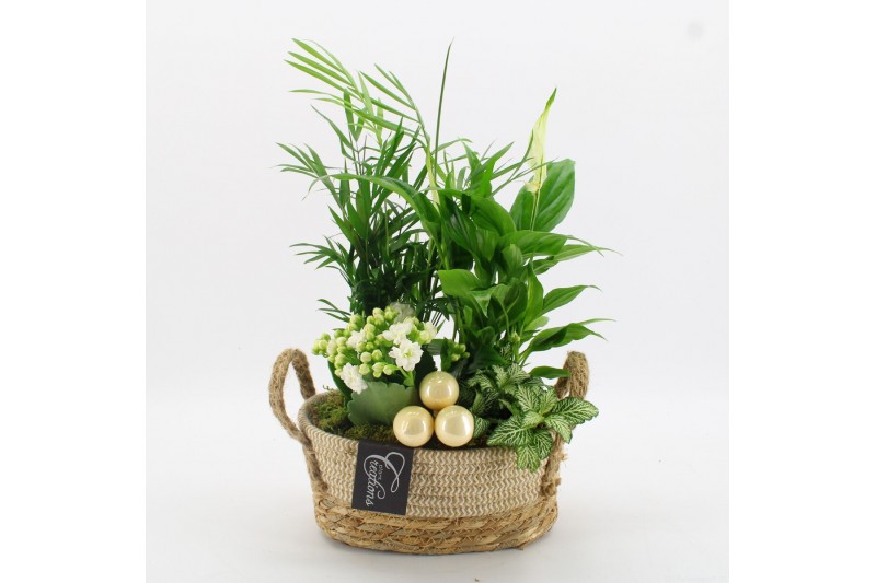 Arrangementen kamerplanten BAXM-2519W Xmas Fundamentals 4 pp Arrangementen kamerplanten BAXM-2519W Xmas Fundamentals 4 pp