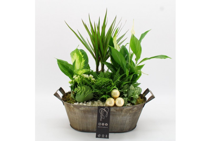 Arrangementen kamerplanten BAXM-2517W Xmas Fundamentals 6 pp Arrangementen kamerplanten BAXM-2517W Xmas Fundamentals 6 pp