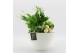 Arrangementen kamerplanten BAXM-2512W Xmas Fundamentals 4 pp 