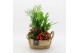 Arrangementen kamerplanten BAXM-2519R Xmas Fundamentals 4 pp 