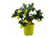 Citrus limon 
