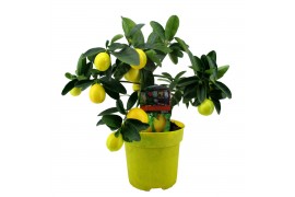 Citrus limon