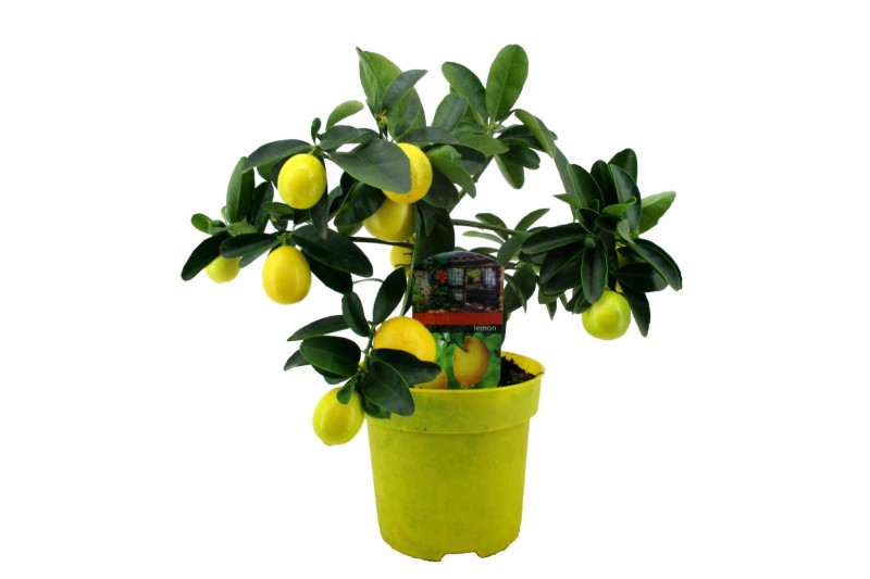 Citrus limon 