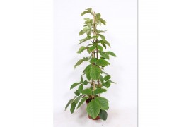 Tetrastigma voinieri piramide