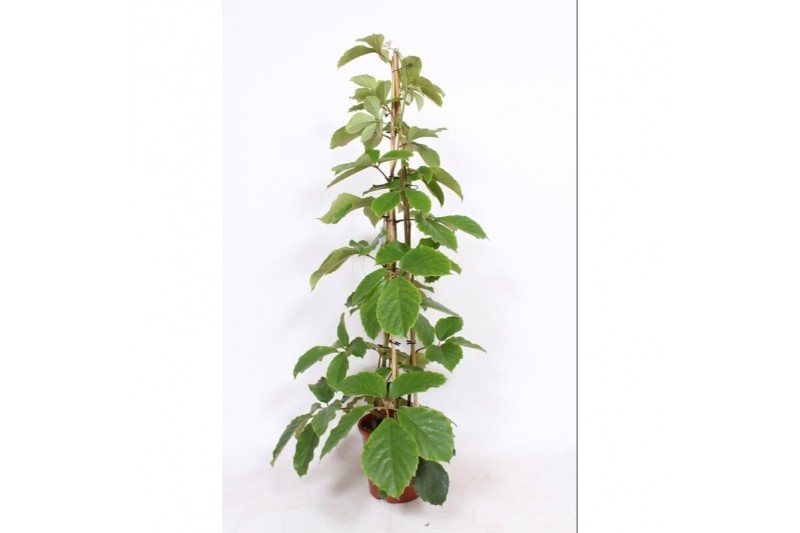 Tetrastigma voinieri piramide 