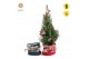 Picea glauca december P19 in Bag X-mas Duo + Winterlight-Skate + Star  