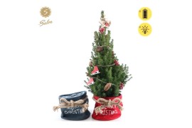 Picea glauca december P19 in Bag X-mas Duo + Winterlight-Skate + Star 