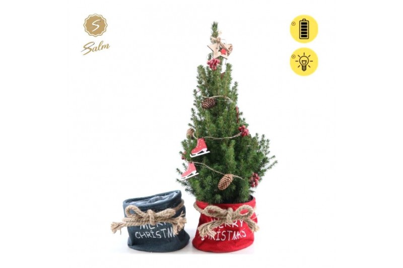 Picea glauca december P19 in Bag X-mas Duo + Winterlight-Skate + Star Picea glauca december P19 in Bag X-mas Duo + Winterlight-Skate + Star