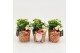 Arrangementen kerst XMAS-25245 Kerst creatie 2 pp 