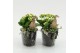 Arrangementen kerst XMAS-25201 Kerst creatie 2 pp 