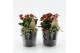 Arrangementen kerst XMAS-25200 Kerst creatie 2 pp 