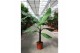 Musa dwarf cavendish 