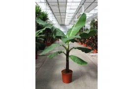 Musa dwarf cavendish