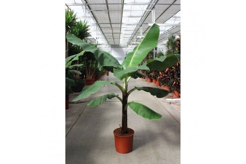 Musa dwarf cavendish 
