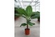 Musa dwarf cavendish 