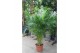 Dypsis lutescens 