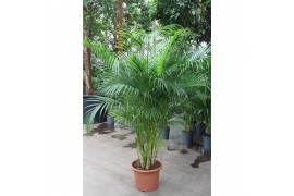 Dypsis lutescens