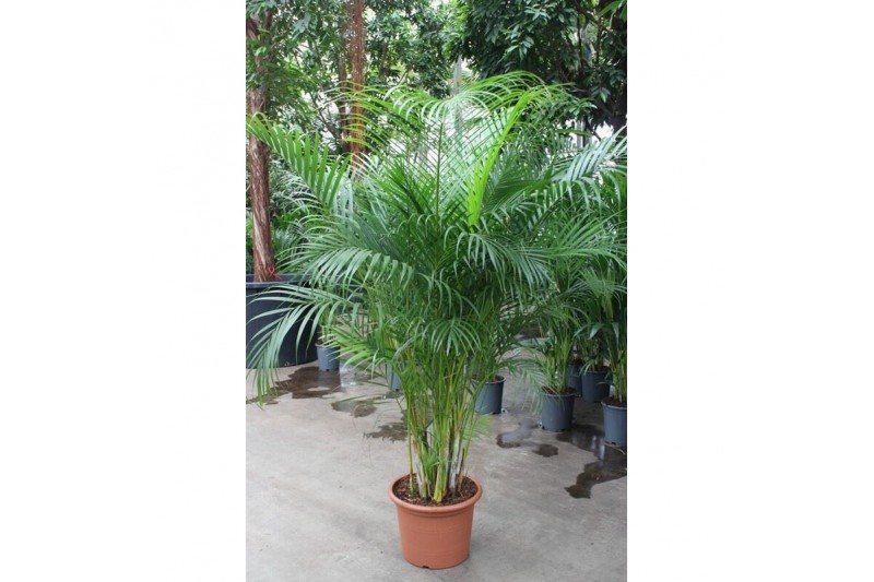 Dypsis lutescens 