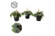 Peperomia overig Peperomia 