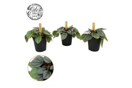 Peperomia overig Peperomia