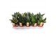 Sansevieria trifasciata hahnii mix 4 soorten 