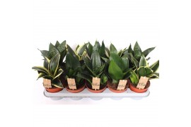 Sansevieria trifasciata hahnii mix 4 soorten