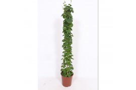 Cissus rotundifolia piramide
