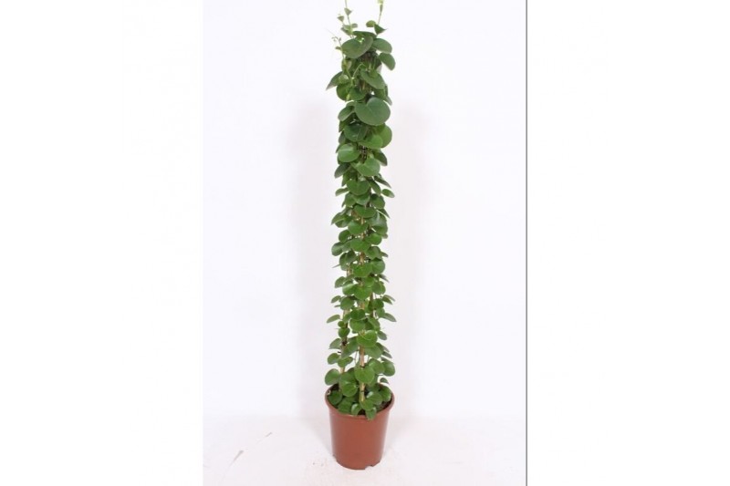 Cissus rotundifolia piramide 
